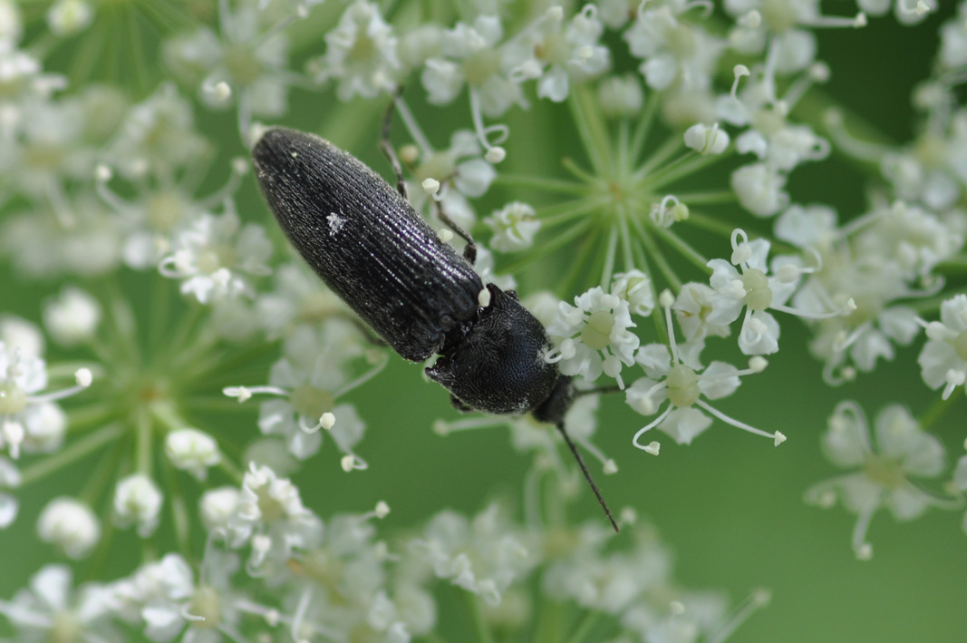 Elateridae da classificare